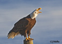 Haliaeetus leucocephalus